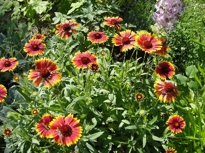 花 植物 ブランケットフラワー
 開花植物
 写真