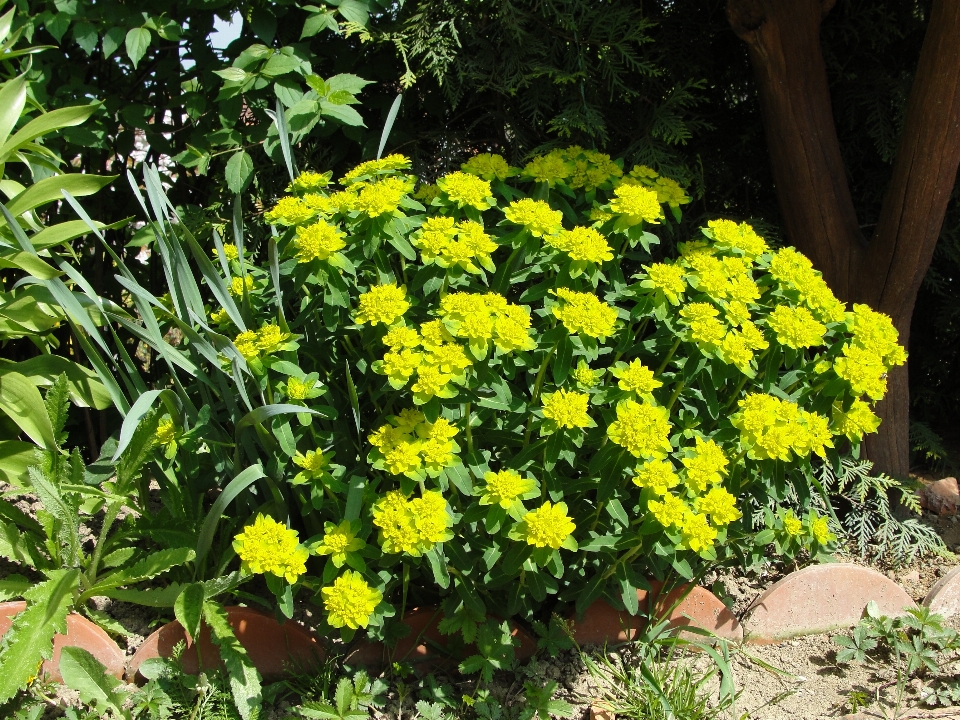 Fiore pianta giallo fiorita
