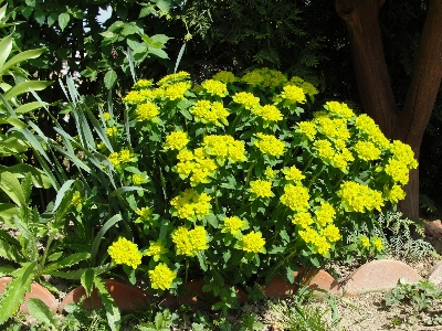 花 植物 黄色 開花植物
 写真