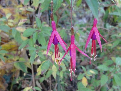 Foto Bunga tanaman flora berbunga
