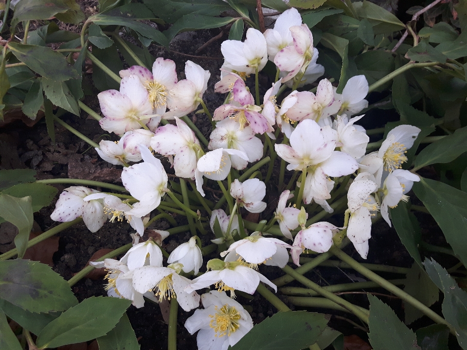 花 植物 フローラ 開花植物
