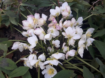 Photo Fleur usine flore plante à fleurs
