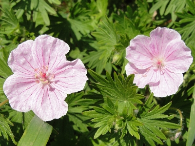 Geranium flower plant geraniales Photo