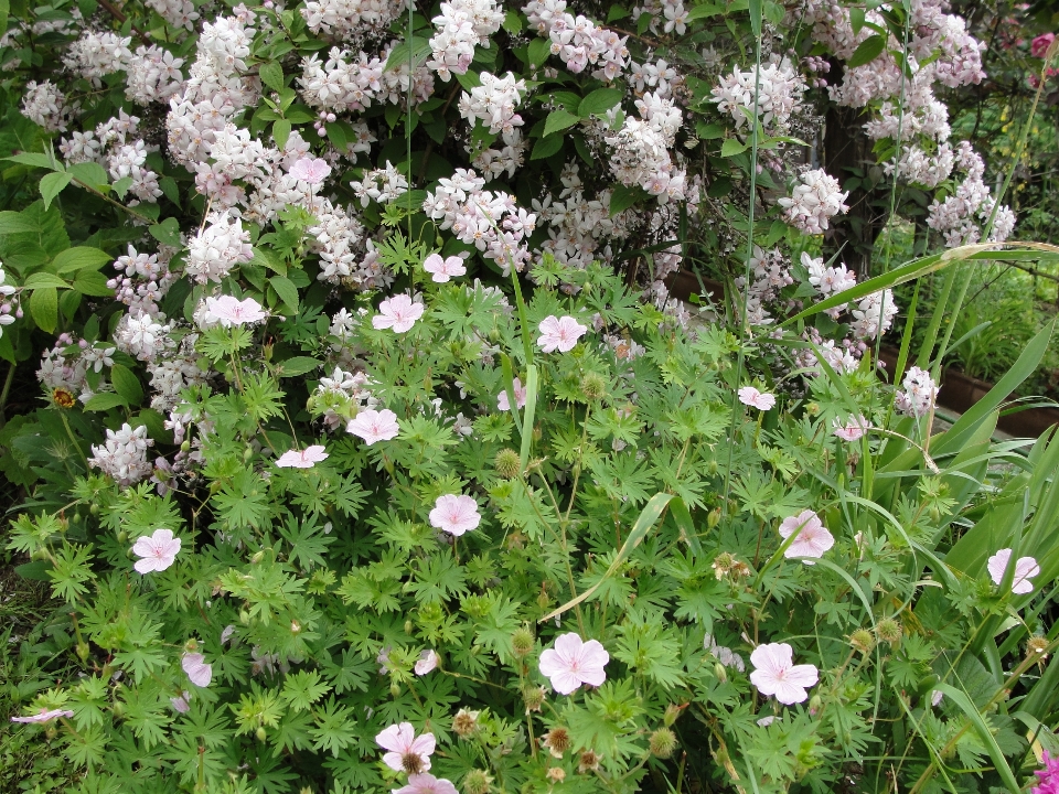 Blume anlage blühende pflanze
 bodendecker
