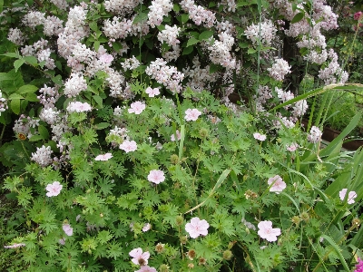 Flower plant flowering groundcover Photo