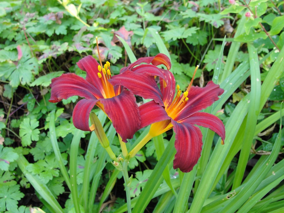 花 自然 植物 カンゾウ
