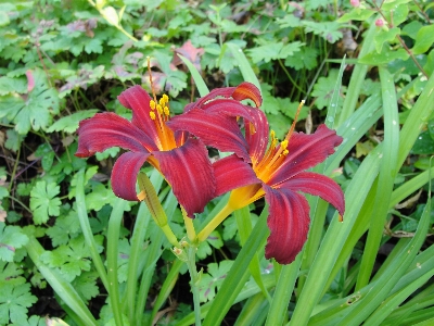 花 自然 植物 カンゾウ
 写真