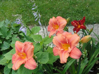 Flower daylily plant flowering Photo