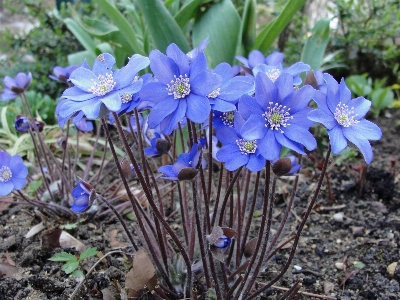 花 植物 フローラ 春 写真