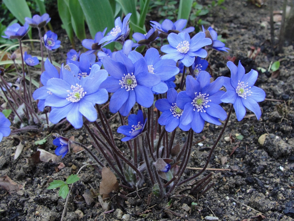 Kwiat zakład flora wiosna