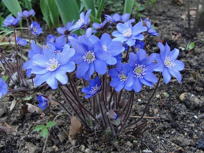 花 植物 フローラ 春 写真