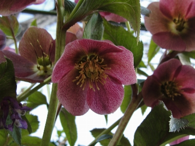 花 植物 開花植物
 フローラ 写真