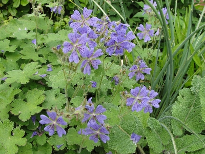 Flower plant flora flowering Photo