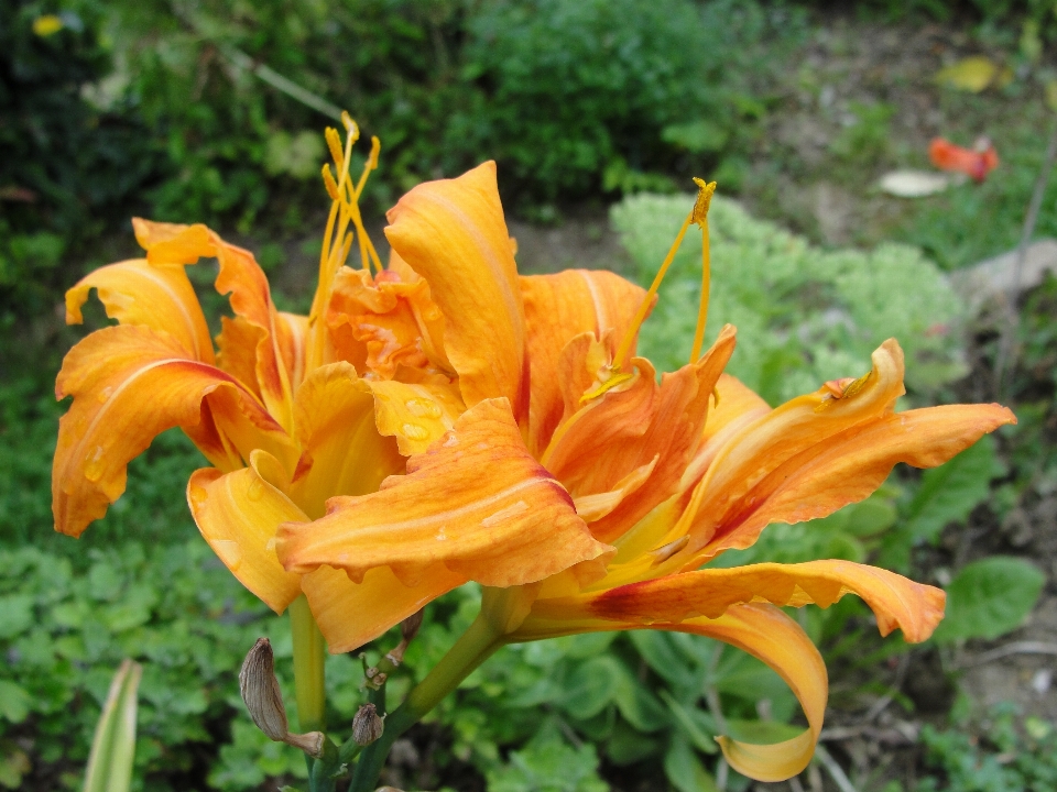 黄花菜
 黄色的 植物群 花