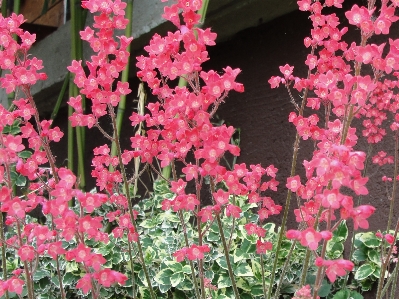 花 植物 ピンク フローラ 写真