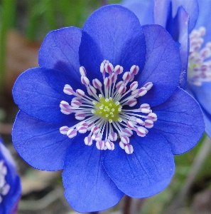 Hepatica nobilis liverwort liverleaf flower Photo