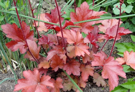 花 葉 植物 秋 写真