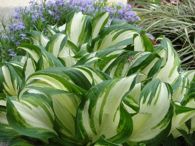 花 植物 葉 草 写真