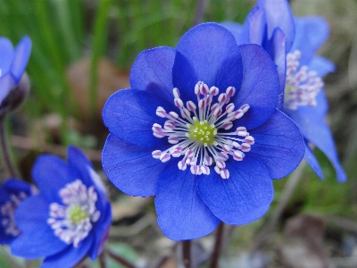 Foto Hepática nobre
 hepática
 folha de fígado
 flor