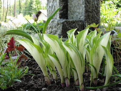 自然 植物 葉 草 写真