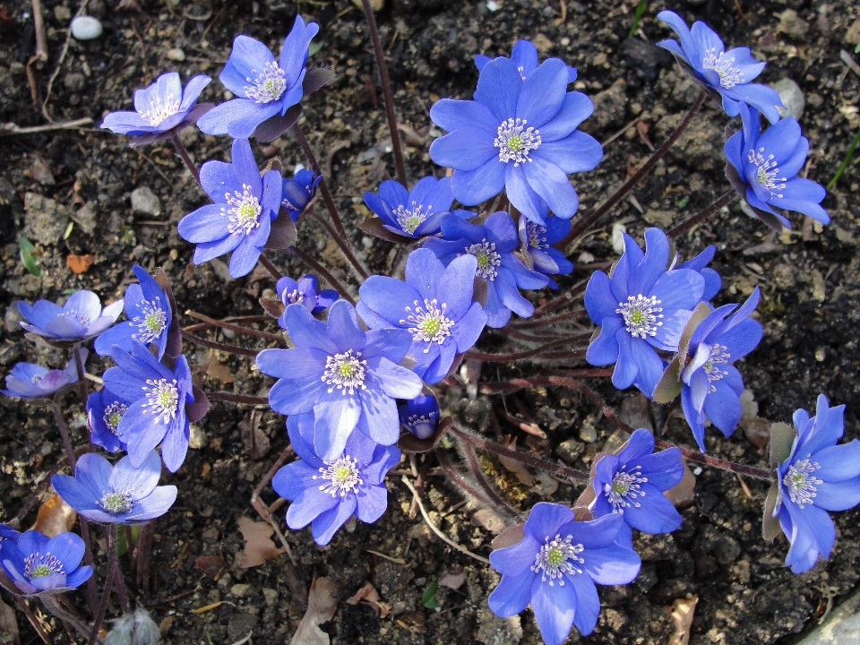 Kwiat zakład niebieski flora