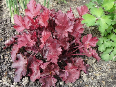 花 植物 ピンク 葉 写真