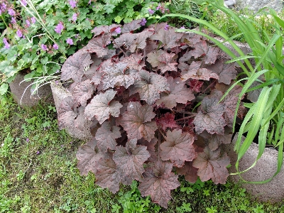 Flower plant herb groundcover Photo