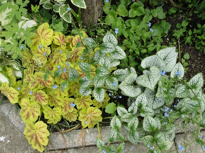 花 植物 葉 フローラ 写真