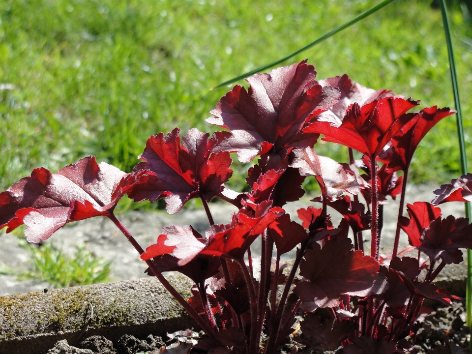 Nature plant flower flora