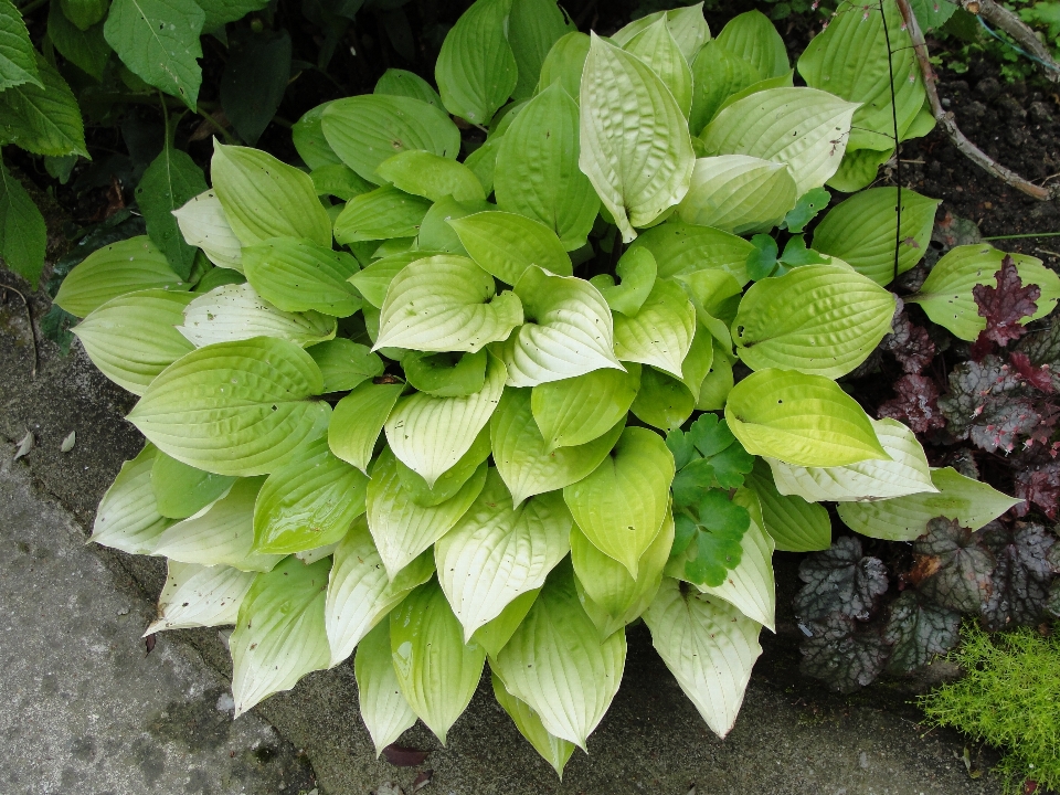 Naturaleza planta hoja hierba