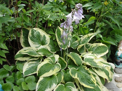 花 植物 葉 フローラ 写真