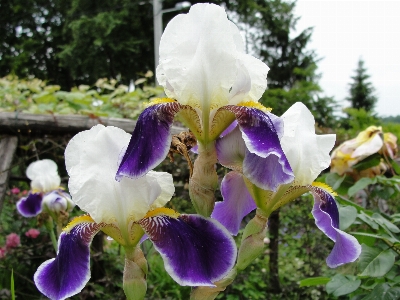 Flower plant flowering flora Photo