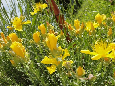 花 植物 黄色 フローラ 写真