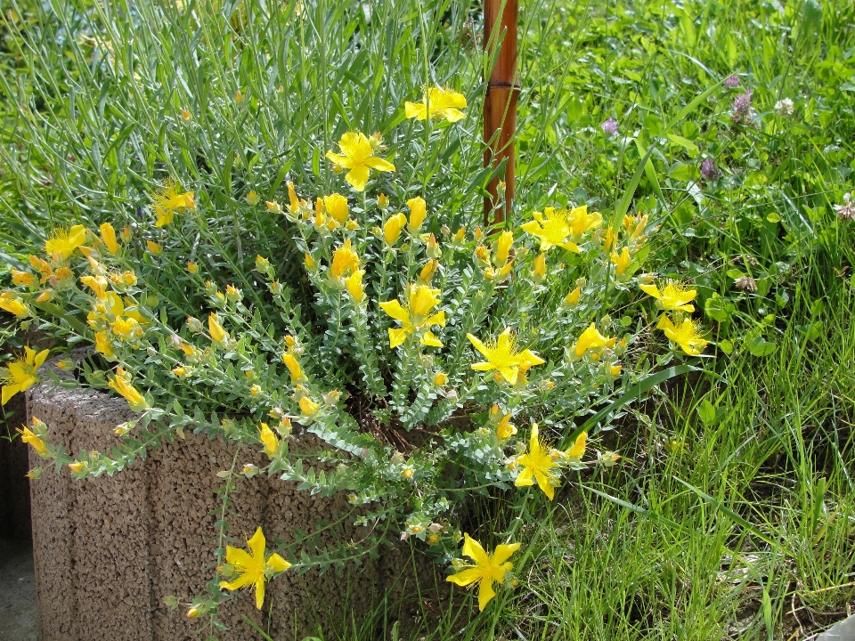 Flor plantar amarelo flora