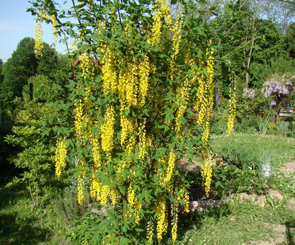 Bunga tanaman pohon flora