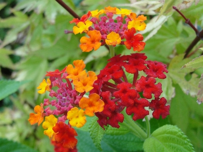 Lantana flower plant flowering Photo