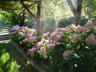 花 植物 開花植物
 アジサイ 写真