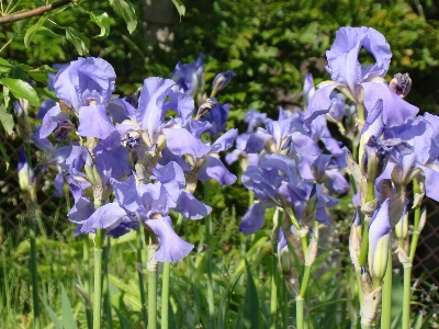 Flower plant iris flowering Photo