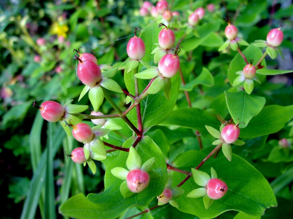 オトギリソウ
 花 植物 フローラ