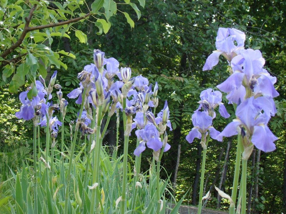 Fleur usine flore iris
