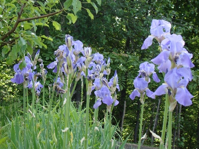 Foto Fiore pianta flora iris
