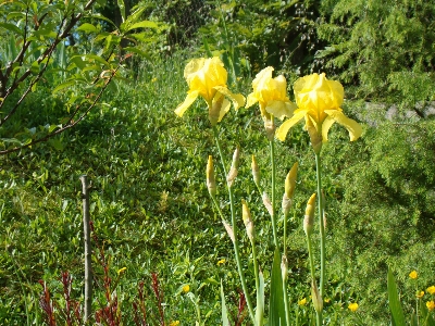 花 植物 植生 フローラ 写真