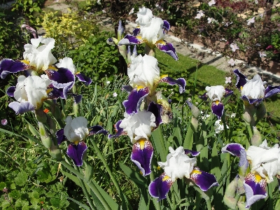 Flower plant flowering iris Photo