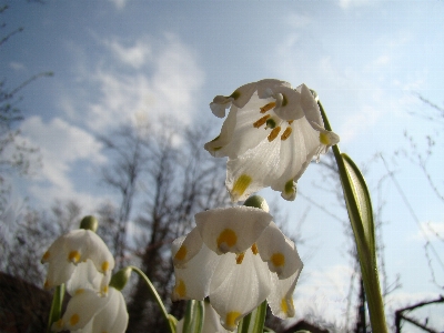 Leucojum vernum spring snowflake flower white Photo