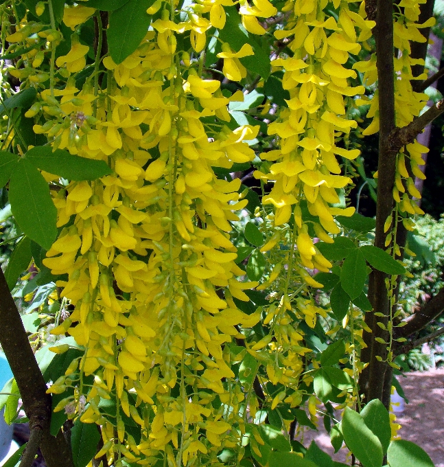 Laburno anagiroides
 chuva dourada
 plantar flora