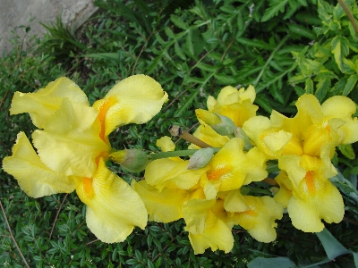 Foto Fiore giallo pianta flora