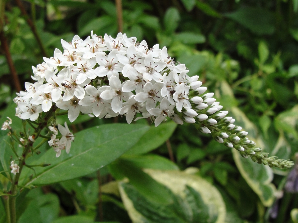 グースネックオカトラノオ
 植物 ライラック
 ナニーベリー
