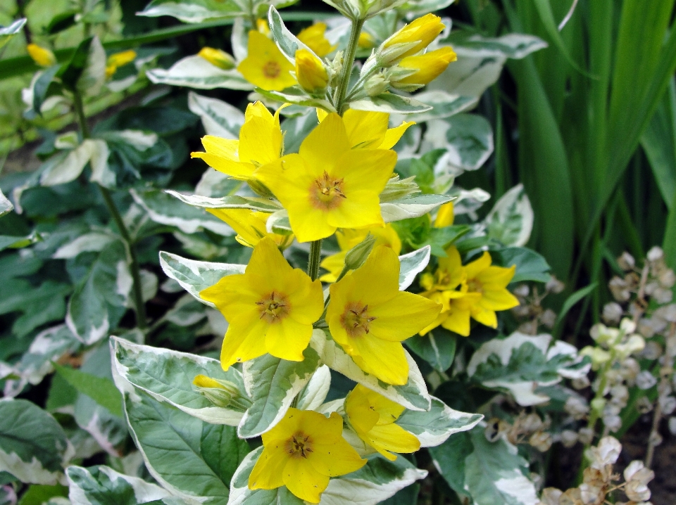 Naturaleza flor planta amarillo