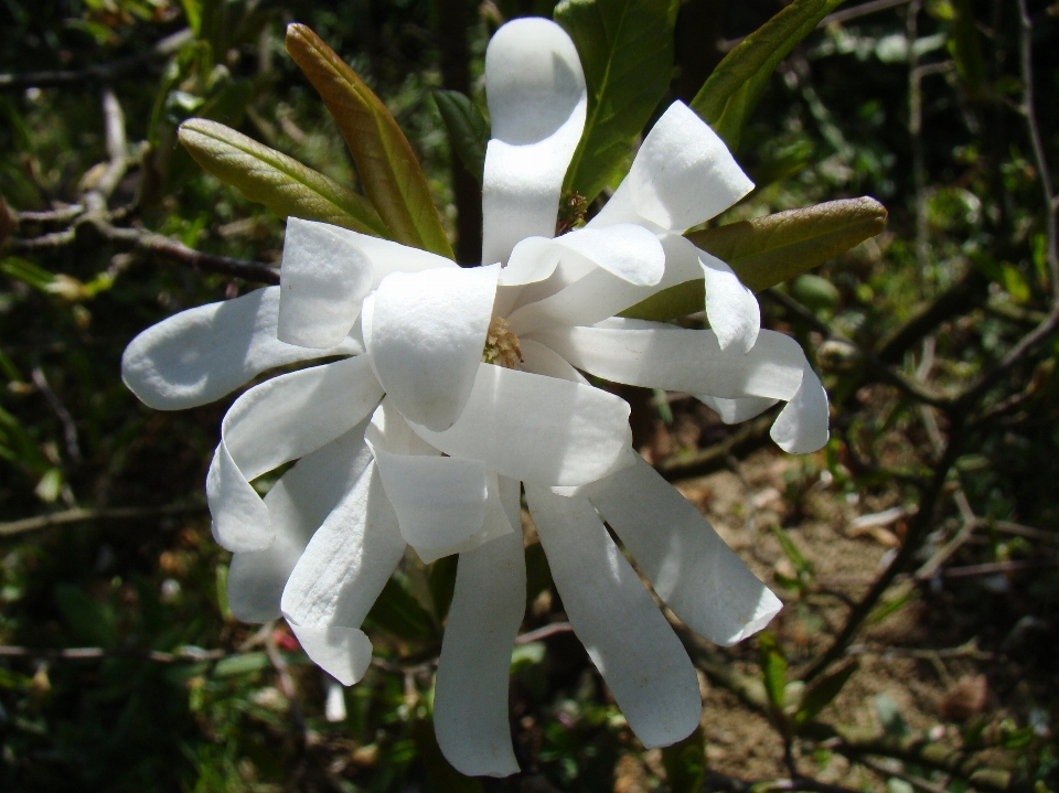 Blume anlage flora weiss