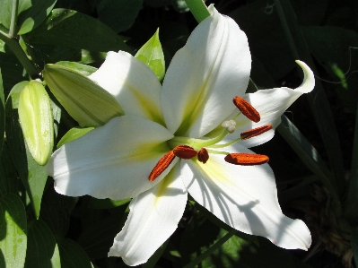 Lilium candidum madonna lily flower plant Photo